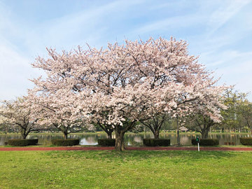 みさと公園桜.jpg