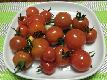 ミニフルーツトマト.jpg