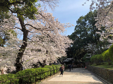 元町公園桜.jpg