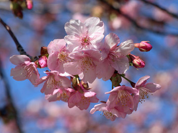 公園桜.jpg
