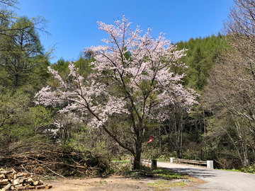 十ノ原の桜.jpg