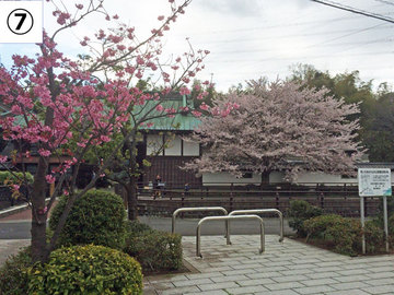 桜７.jpg