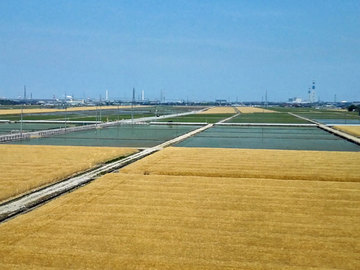麦と田んぼ.jpg